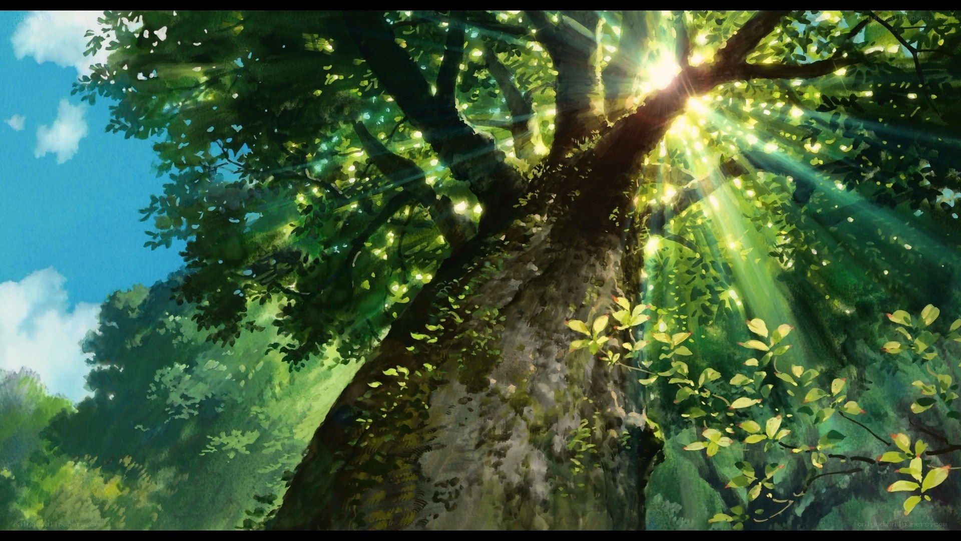 sunlight through a forest tree