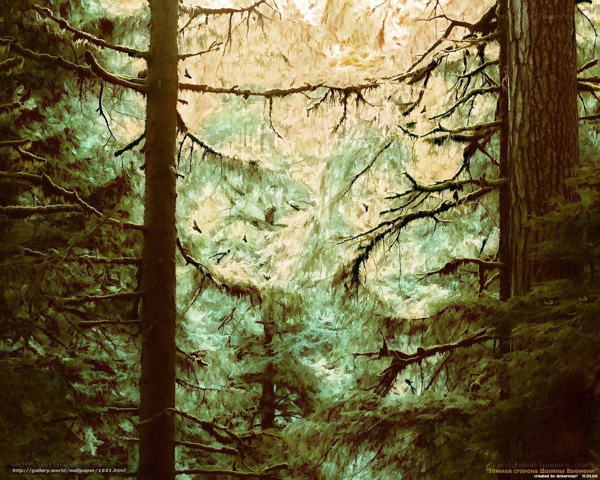 Sunlight through a forest