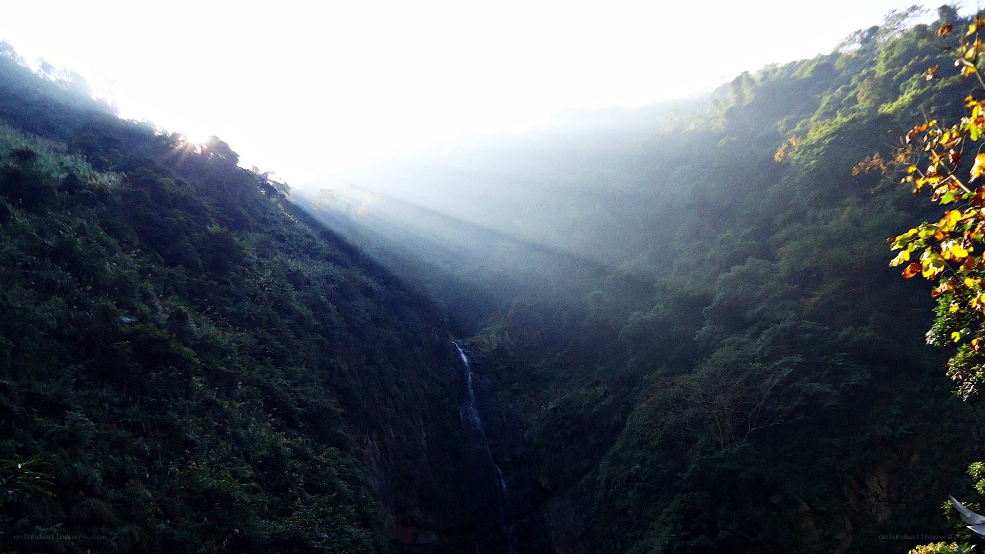 Sunlight through a forested canyon