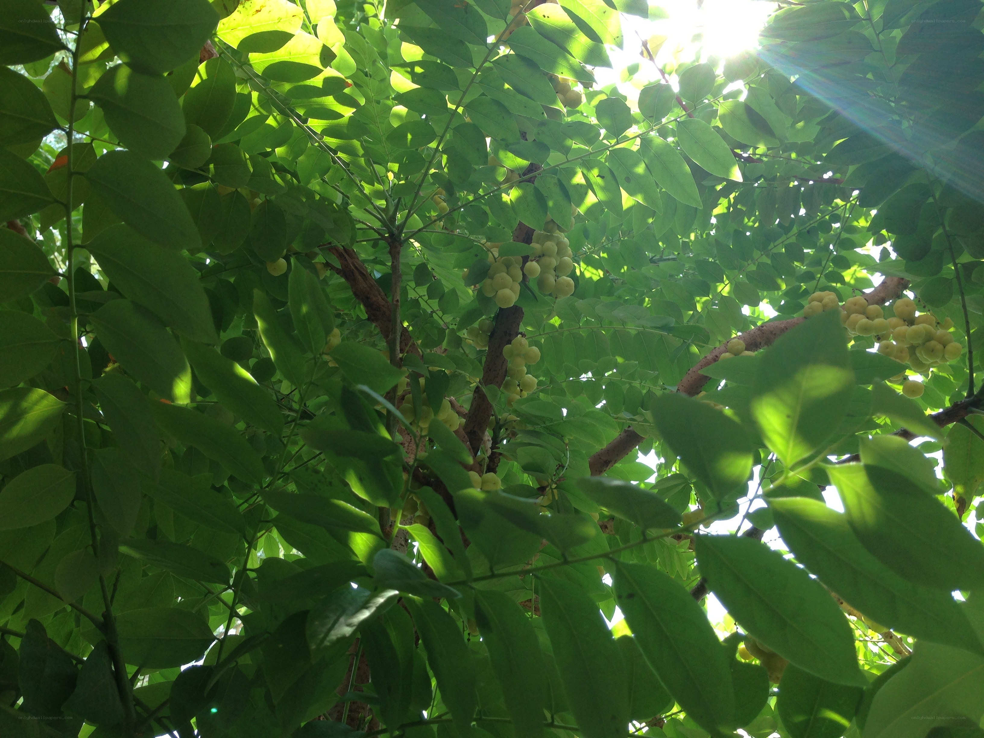 Sunlight through a fruit tree