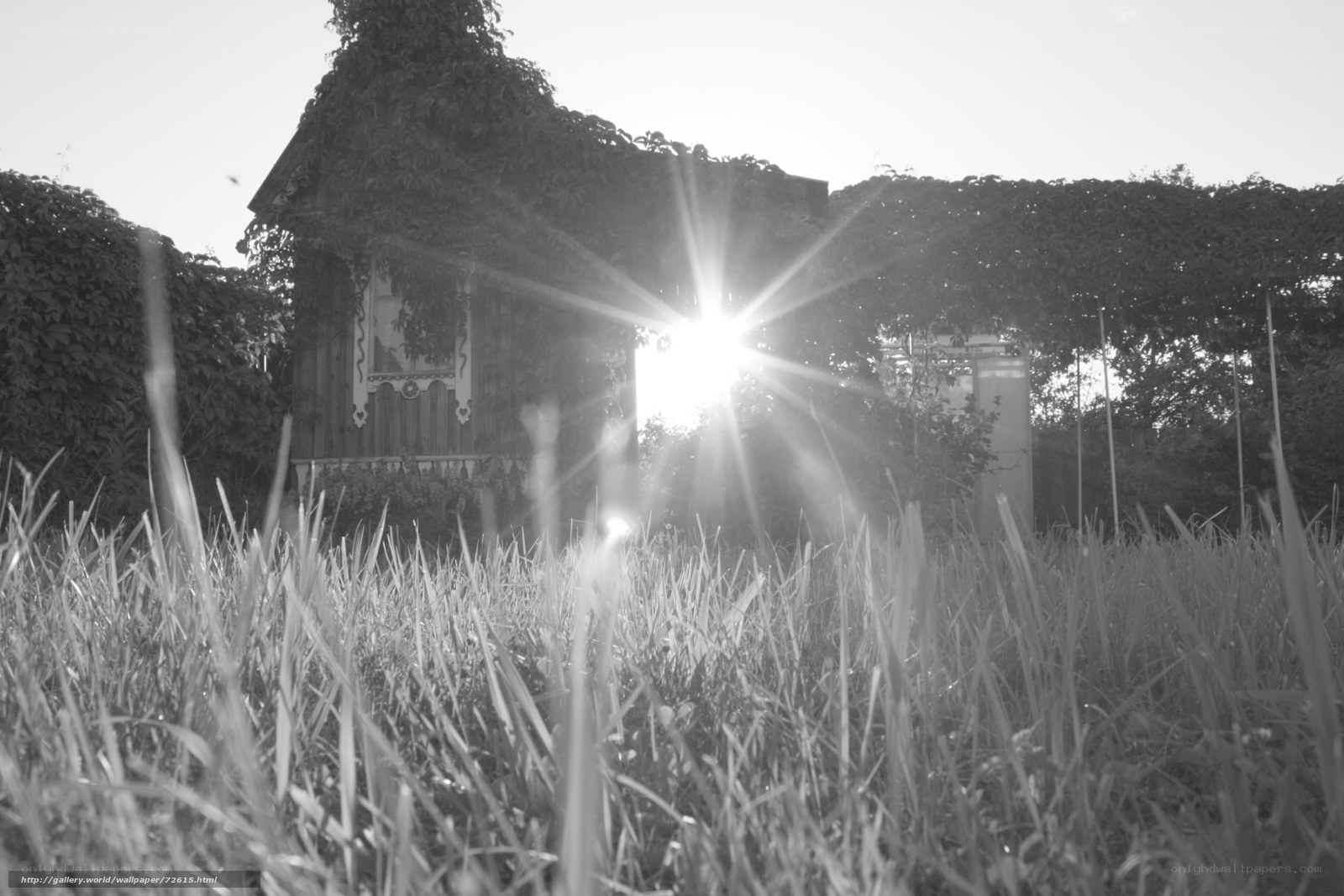 Sunlight through a garden shed