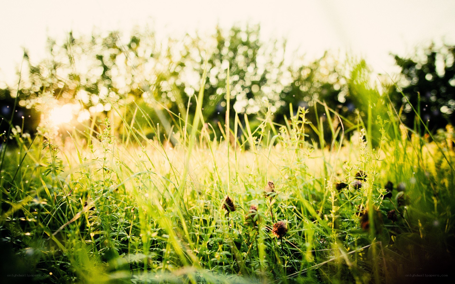 Sunlight through a grassy field