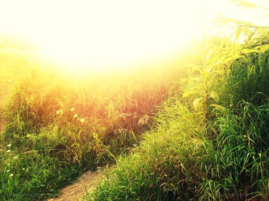 Sunlight through a grassy field