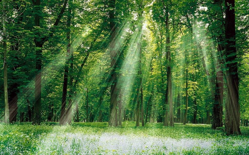 Sunlight through a green forest