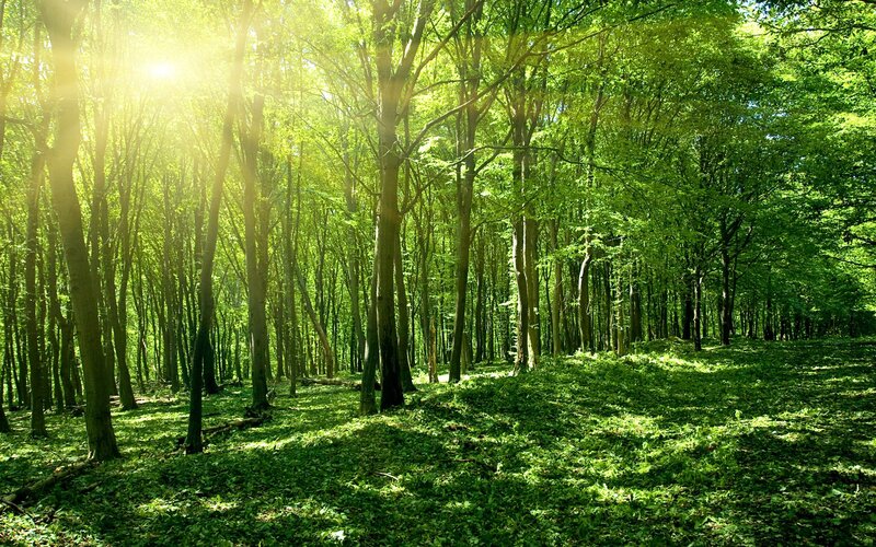 Sunlight through a green forest