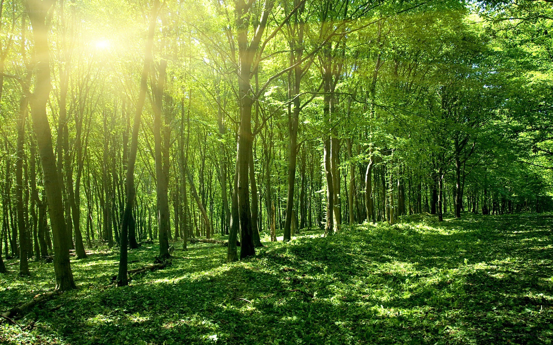 Sunlight through a green forest