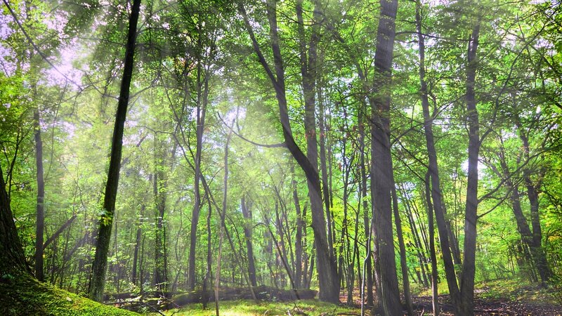 Sunlight through a green forest