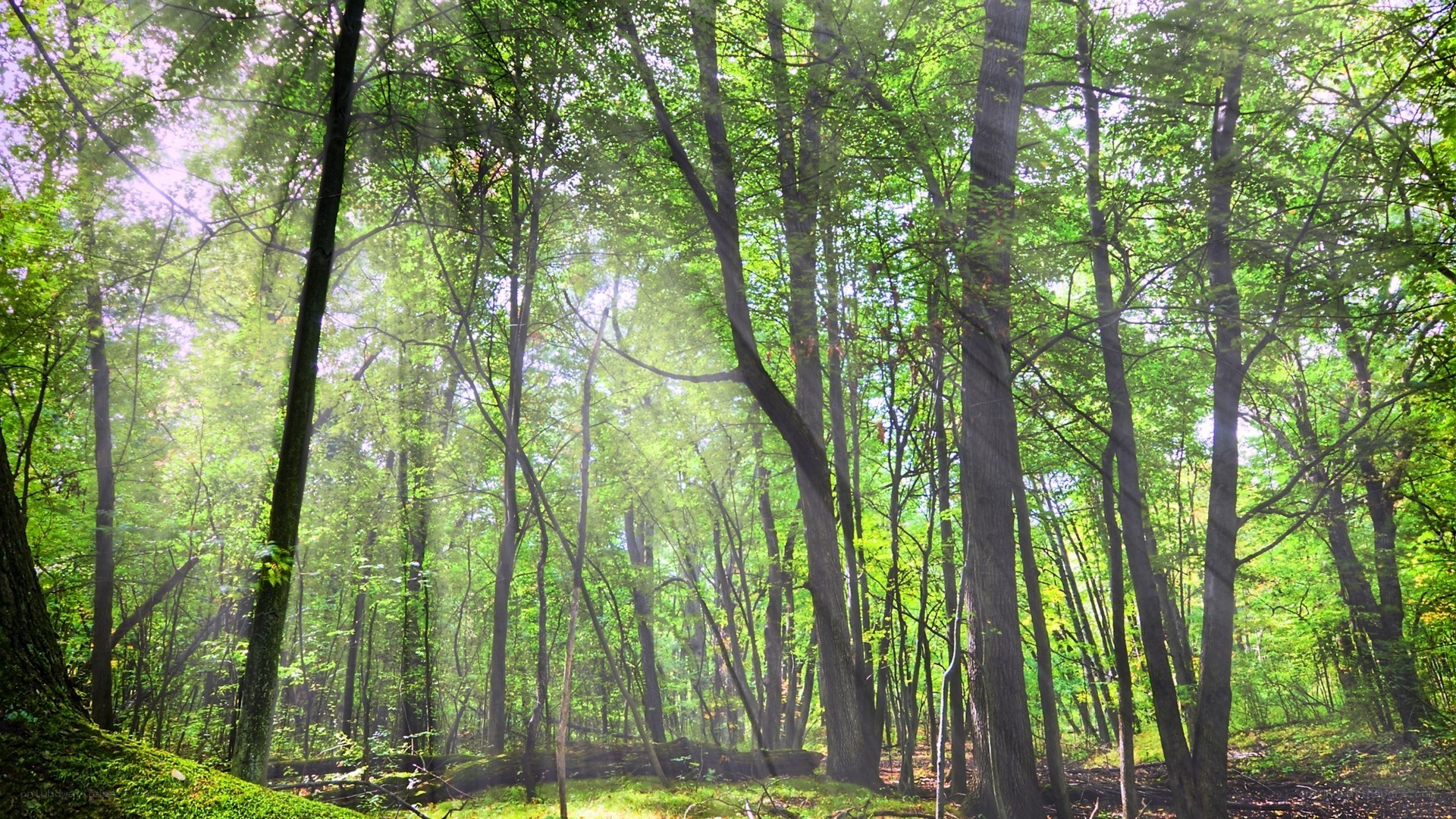 Sunlight through a green forest