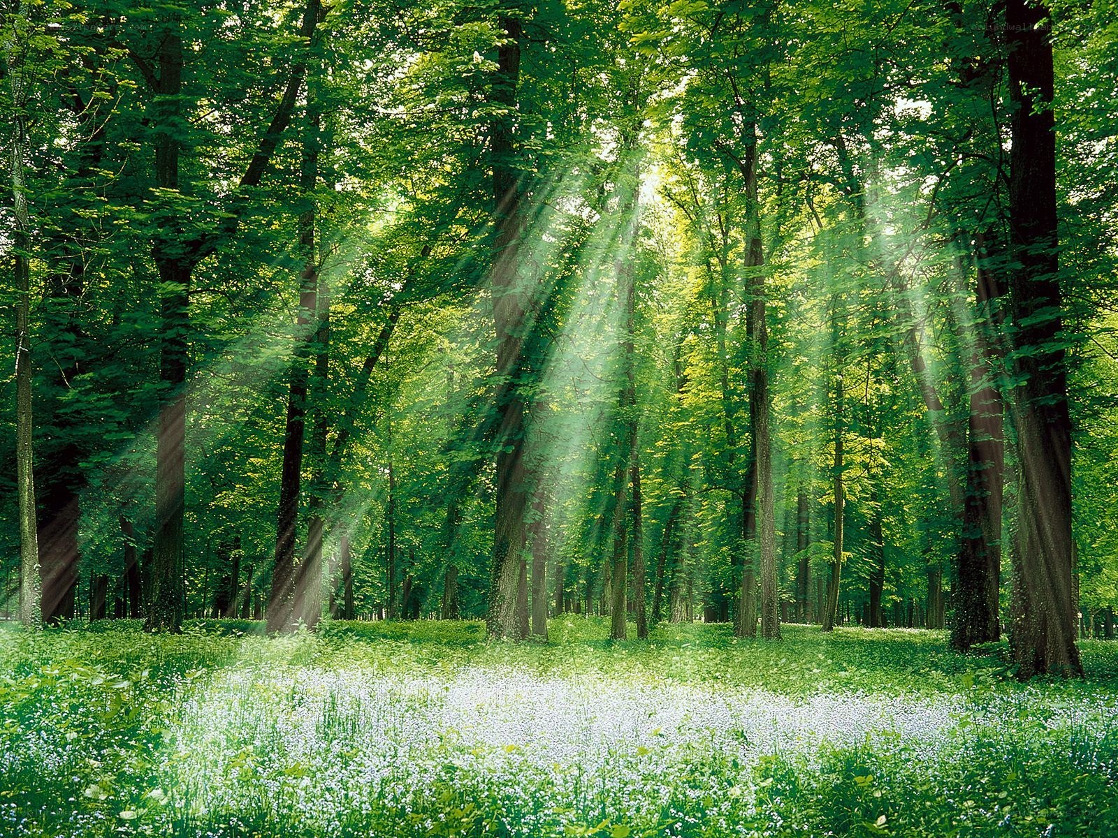 Sunlight through a green forest