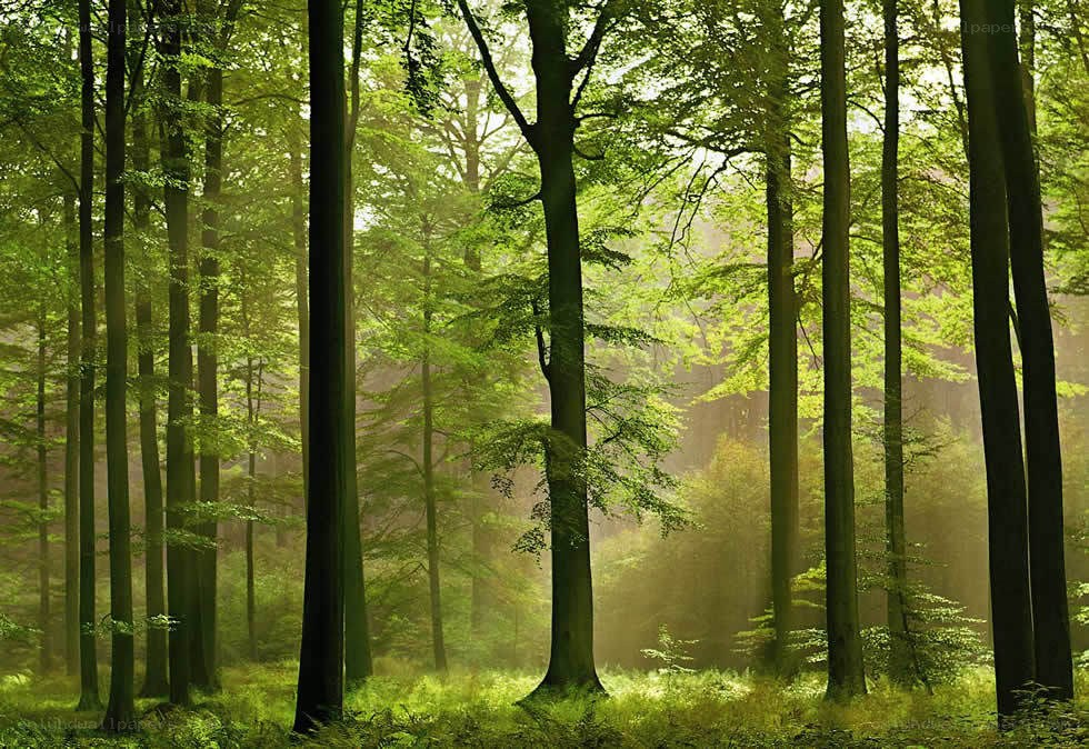 Sunlight through a green forest