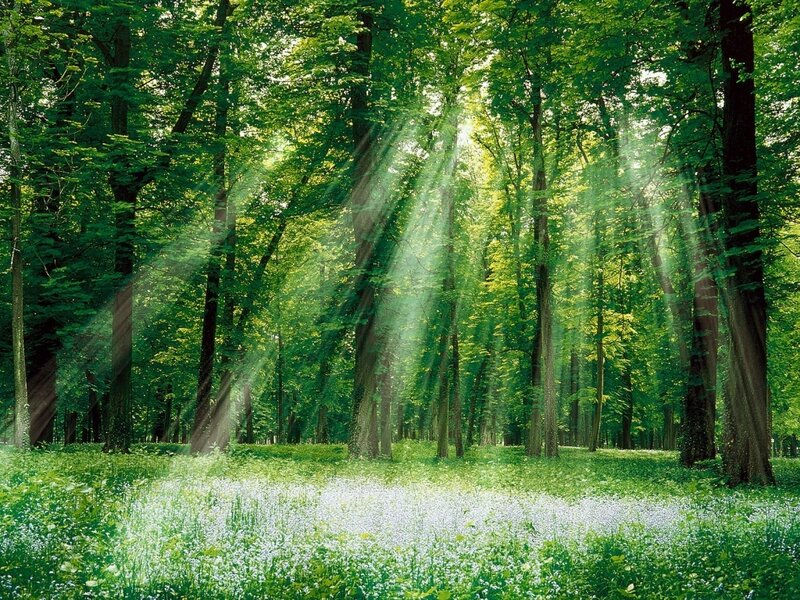 Sunlight through a green forest