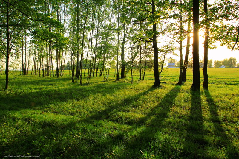 Sunlight through a green forest