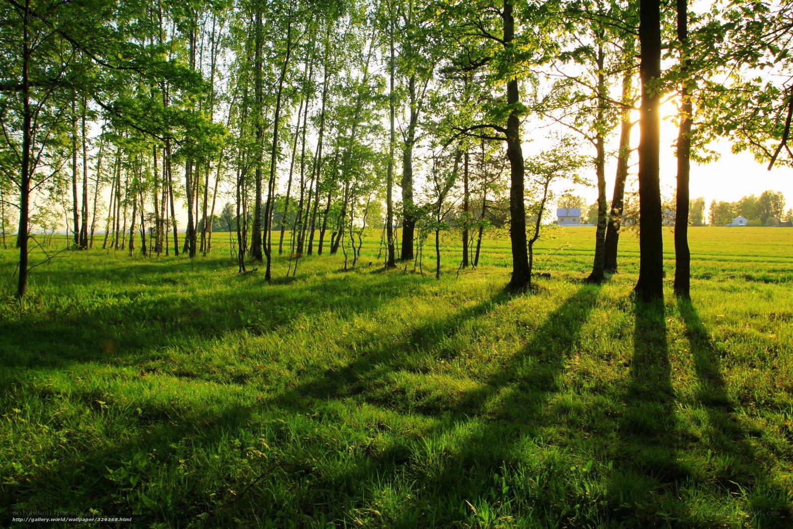 Sunlight through a green forest