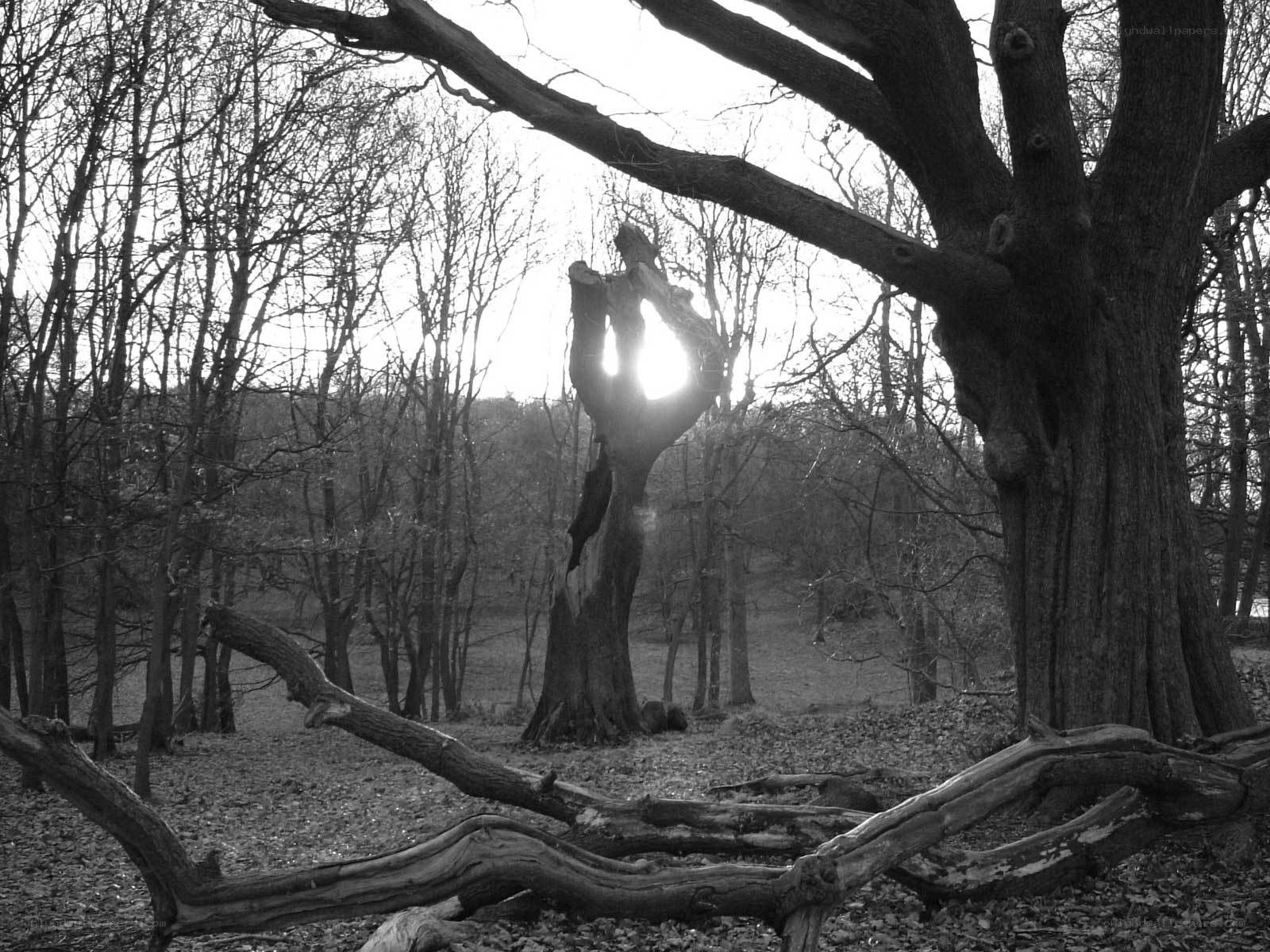Sunlight through a hollow tree