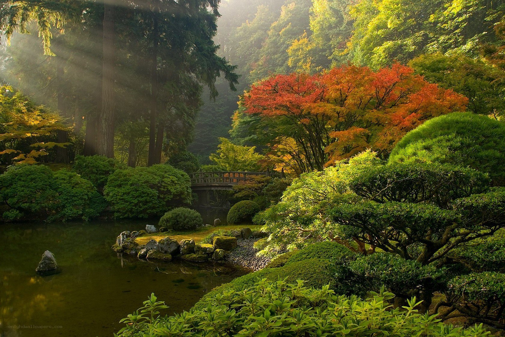 Sunlight through a Japanese garden