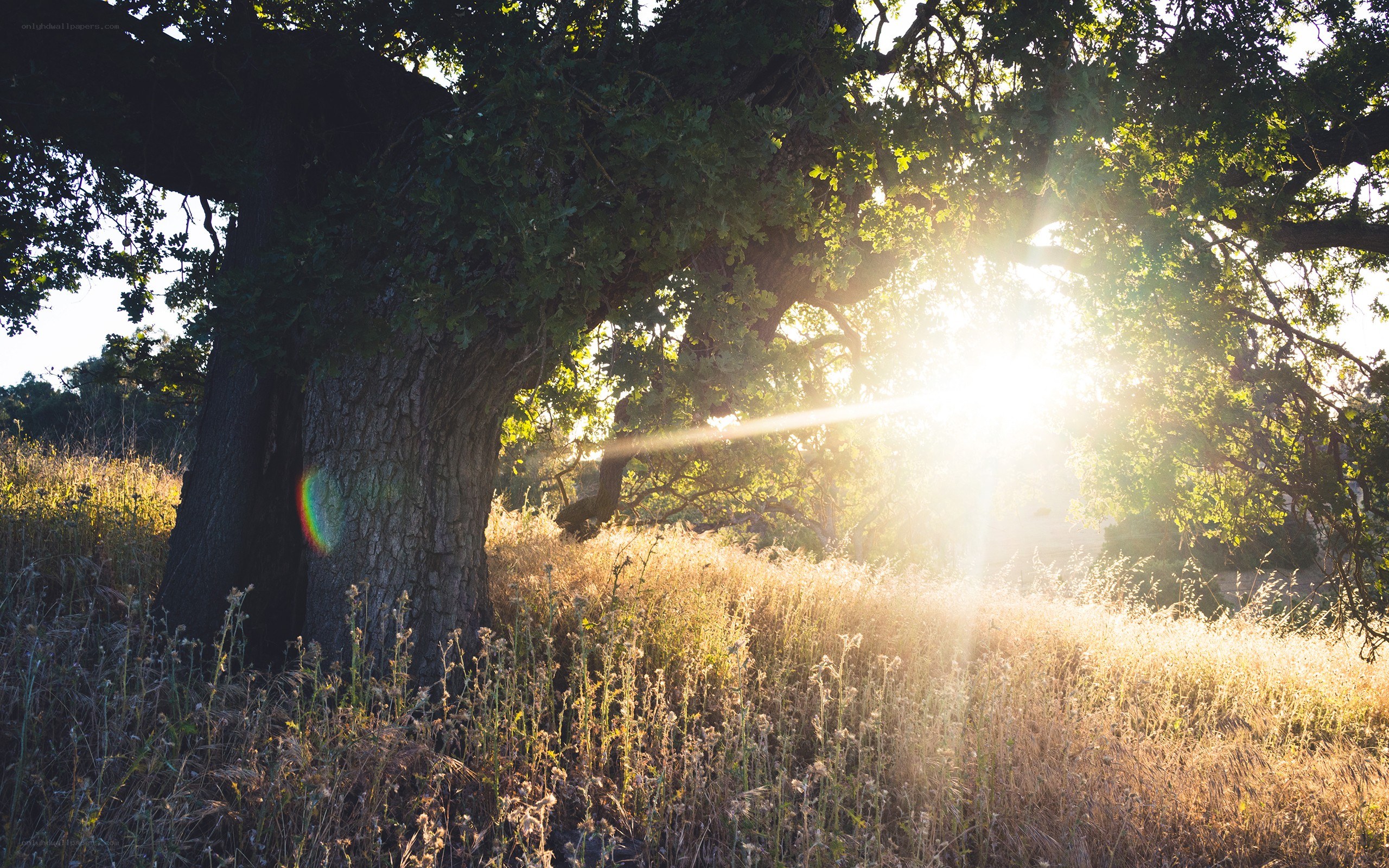 Sunlight through a large oak tree