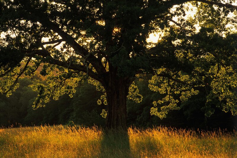 Sunlight through a large oak tree