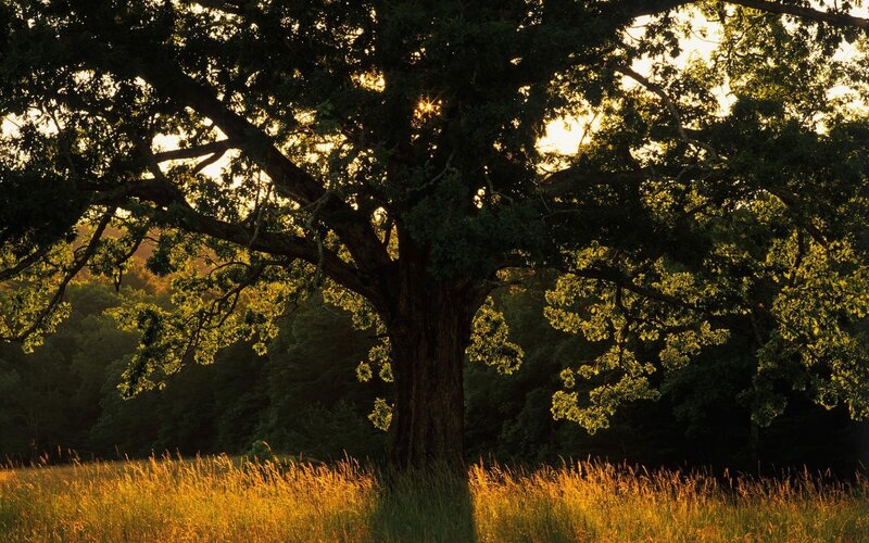 Sunlight through a large oak tree