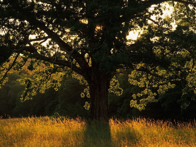 Sunlight through a large tree