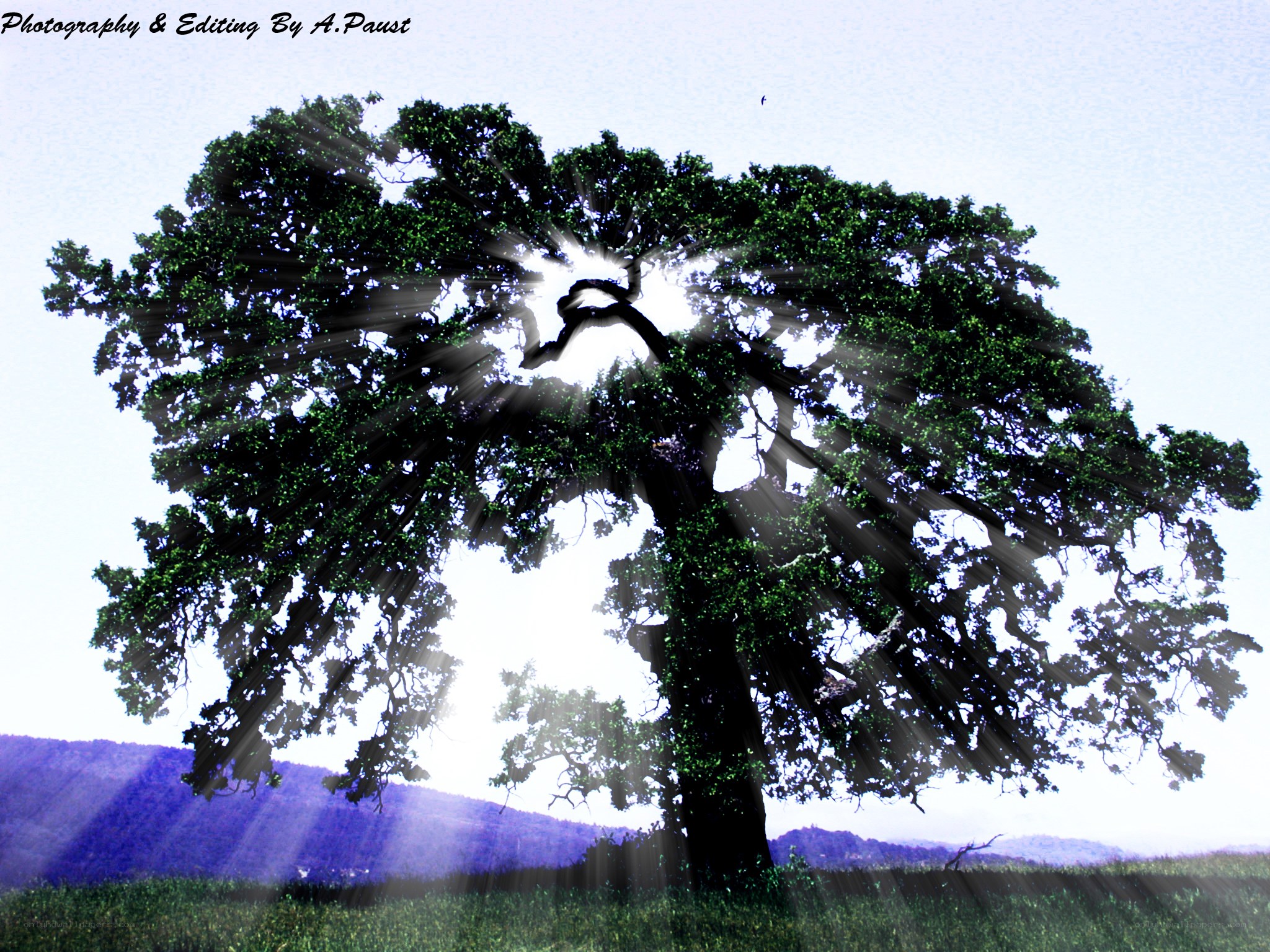Sunlight through a large tree