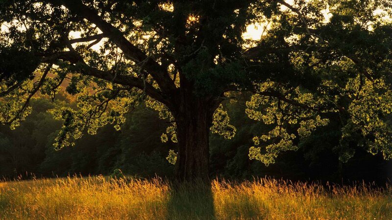 Sunlight through a large tree