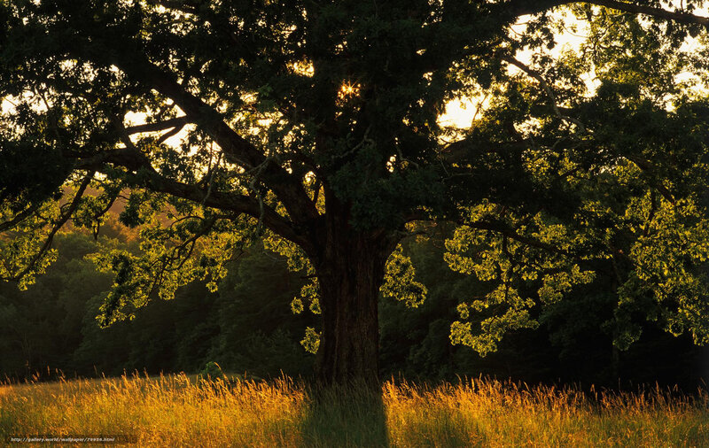 Sunlight through a large tree