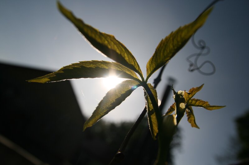 Sunlight through a leaf