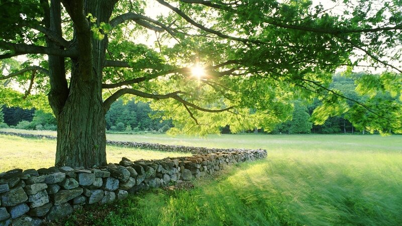 Sunlight through a leafy tree
