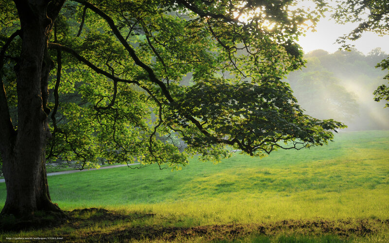 Sunlight through a leafy tree