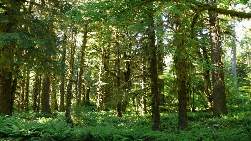 Sunlight through a lush forest