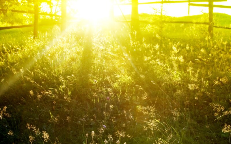 Sunlight through a meadow