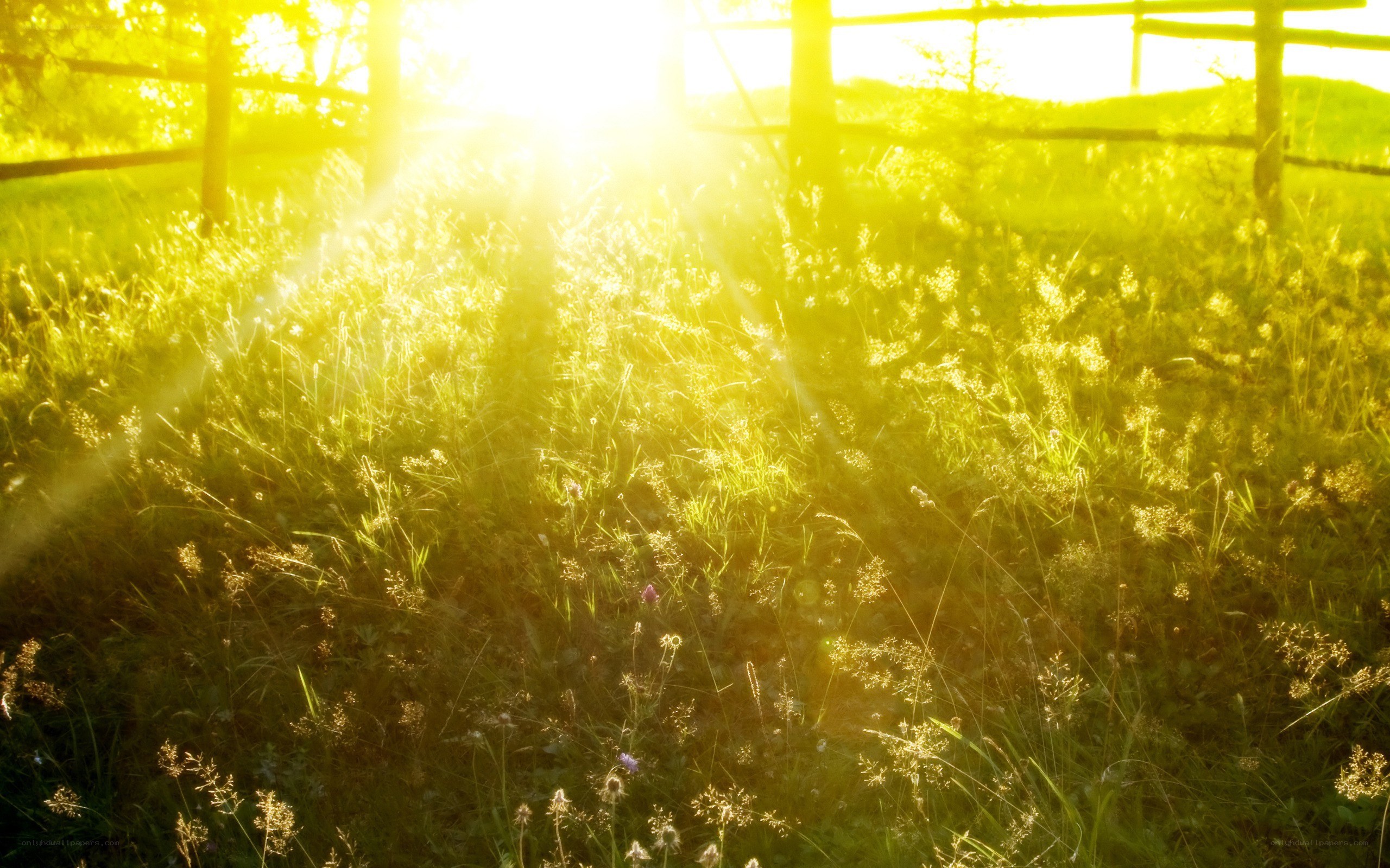 Sunlight through a meadow