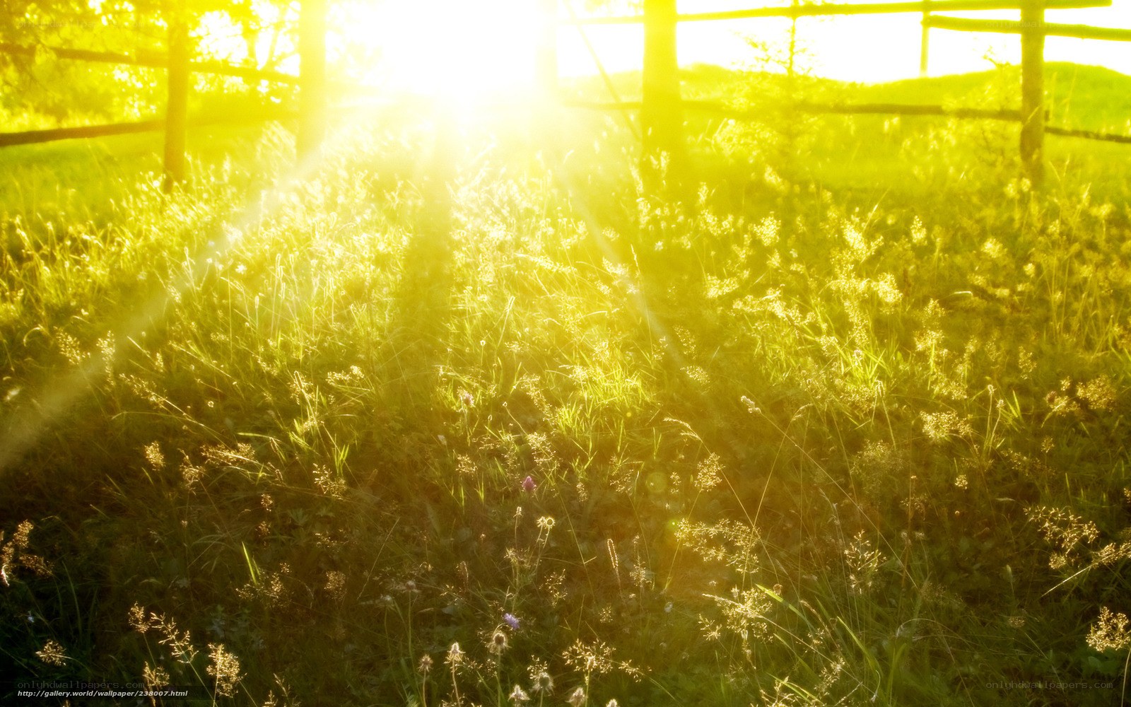 Sunlight through a meadow