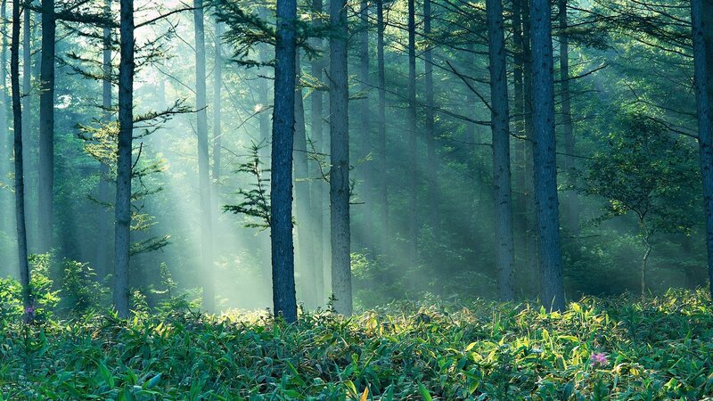 Sunlight through a misty forest