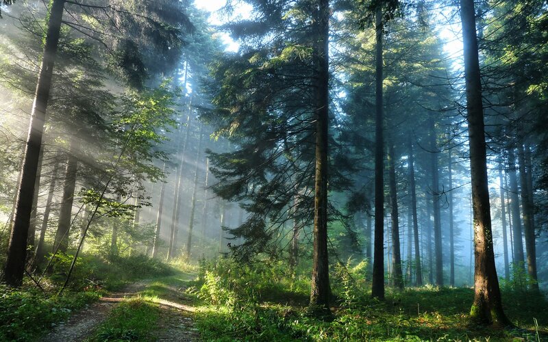 Sunlight through a misty forest