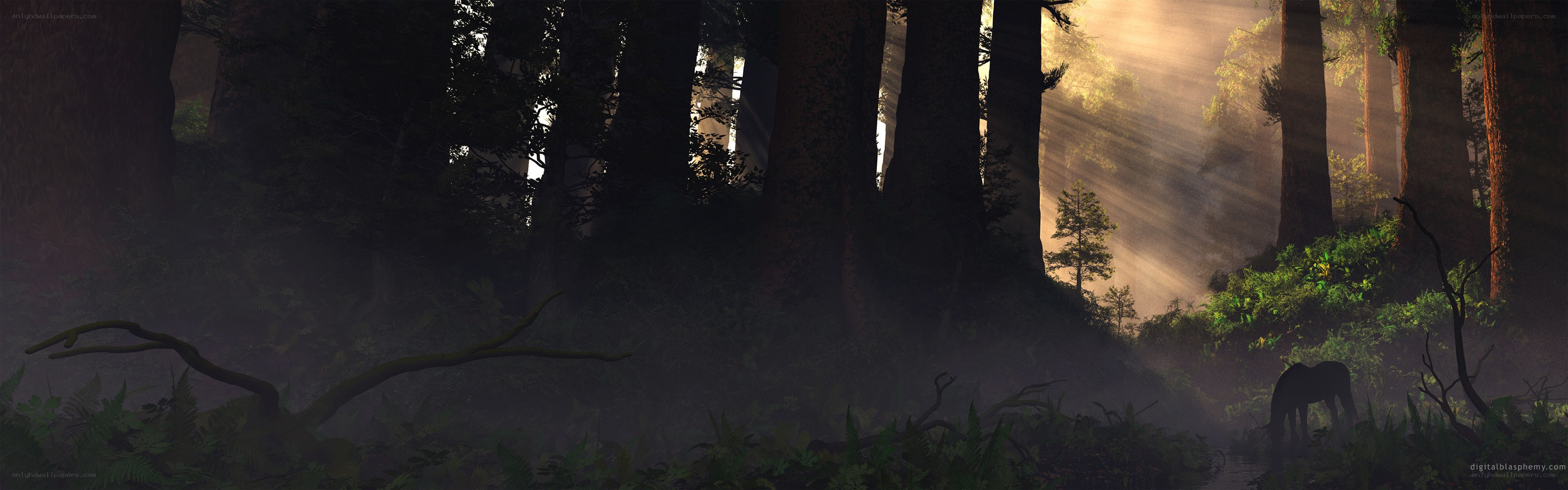 Sunlight through a misty forest