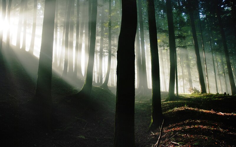 Sunlight through a misty forest