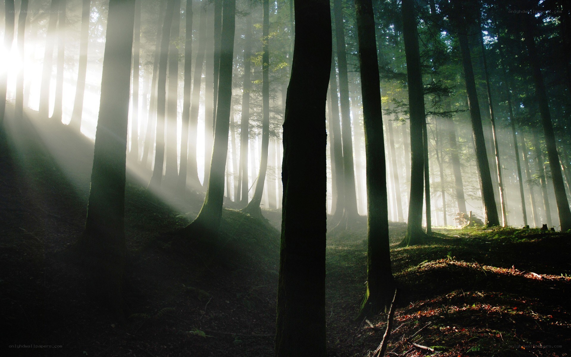 Sunlight through a misty forest