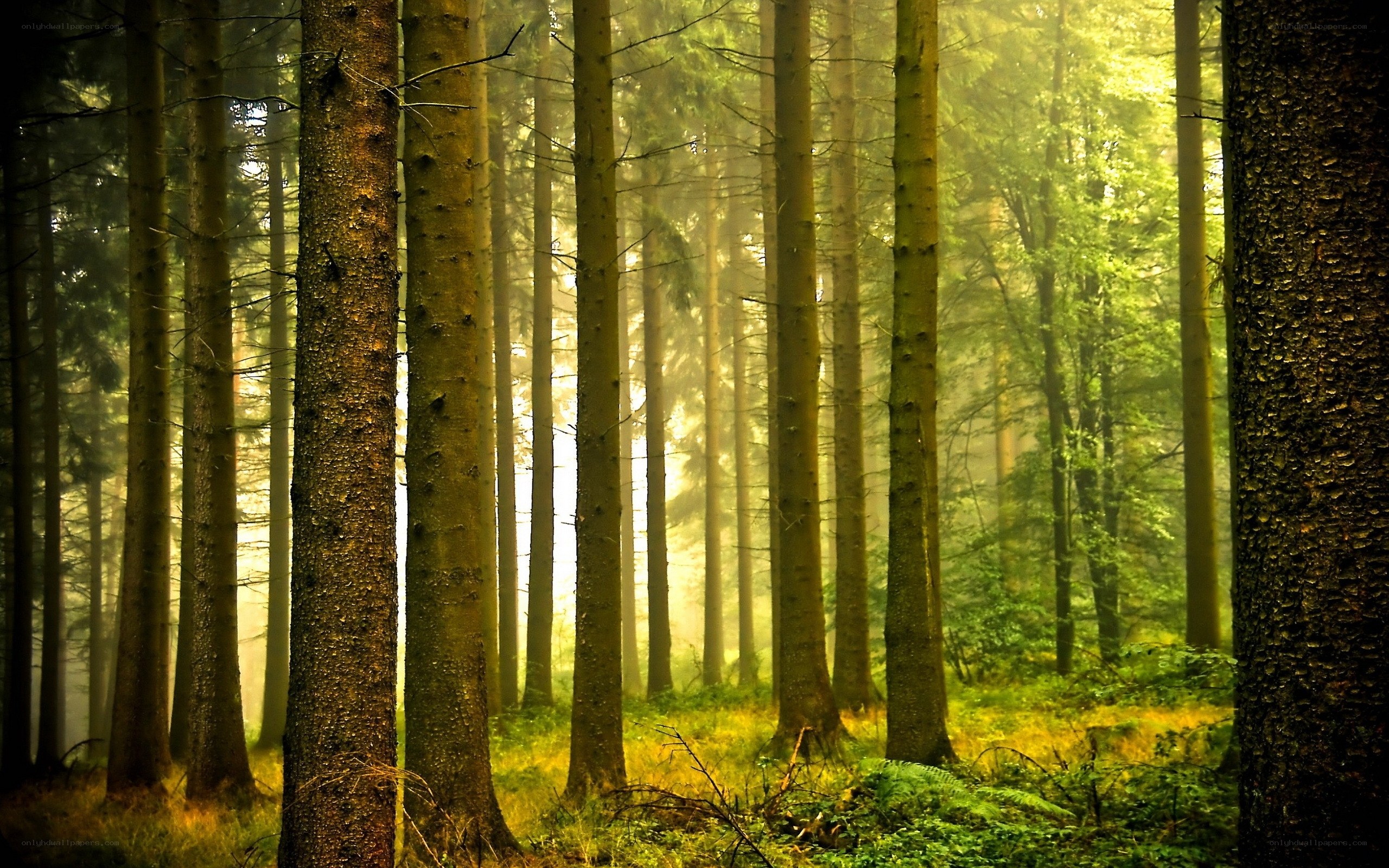 Sunlight through a misty forest