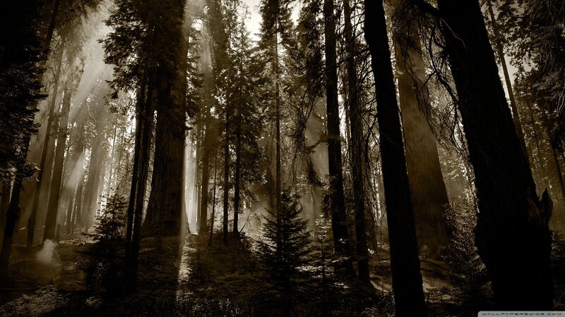 Sunlight through a misty forest