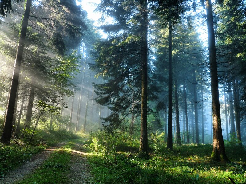 Sunlight through a misty forest