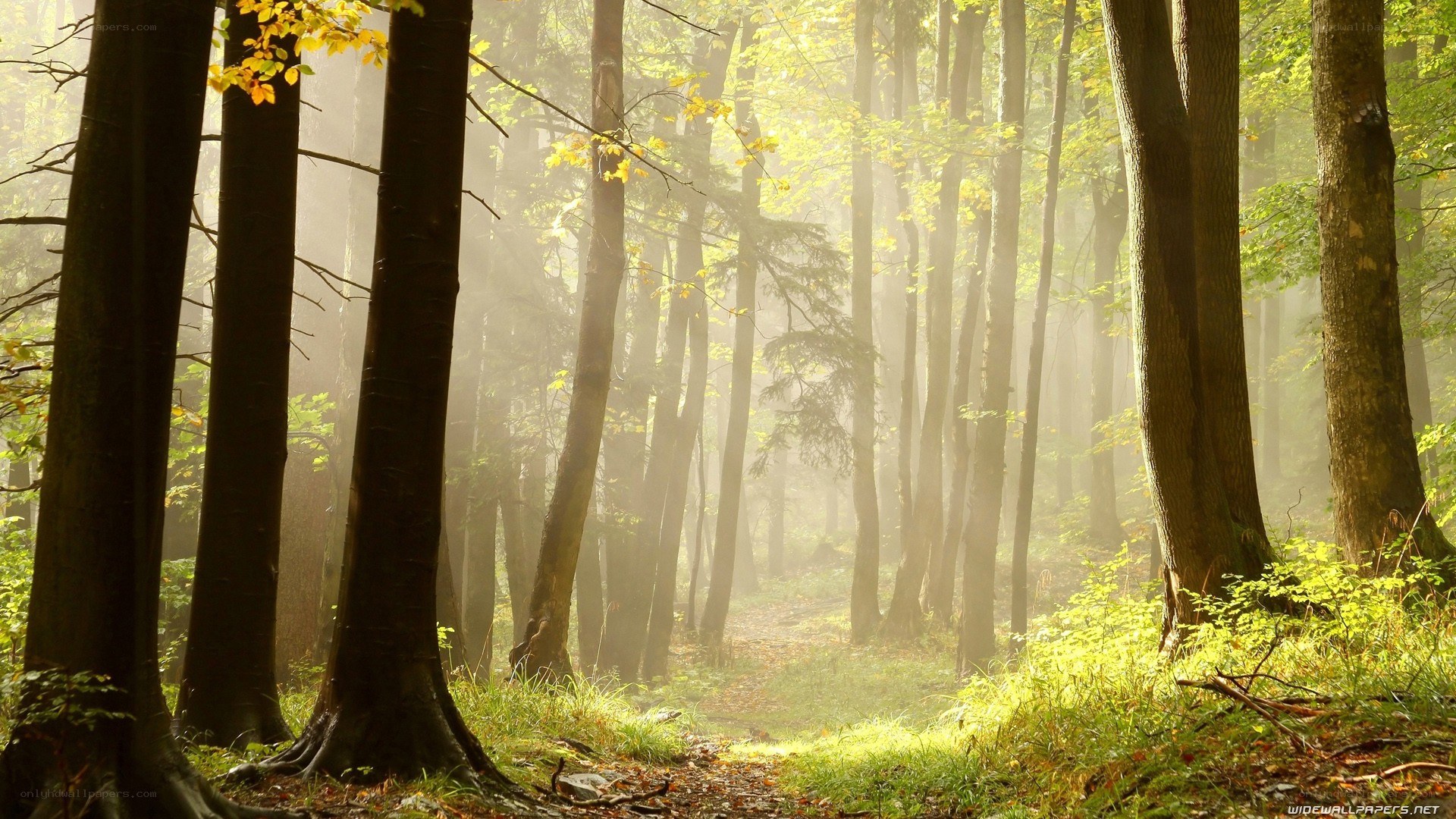 Sunlight through a misty forest