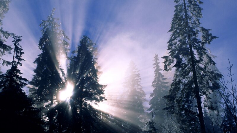 Sunlight through a misty forest
