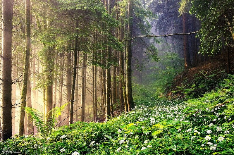 Sunlight through a misty forest