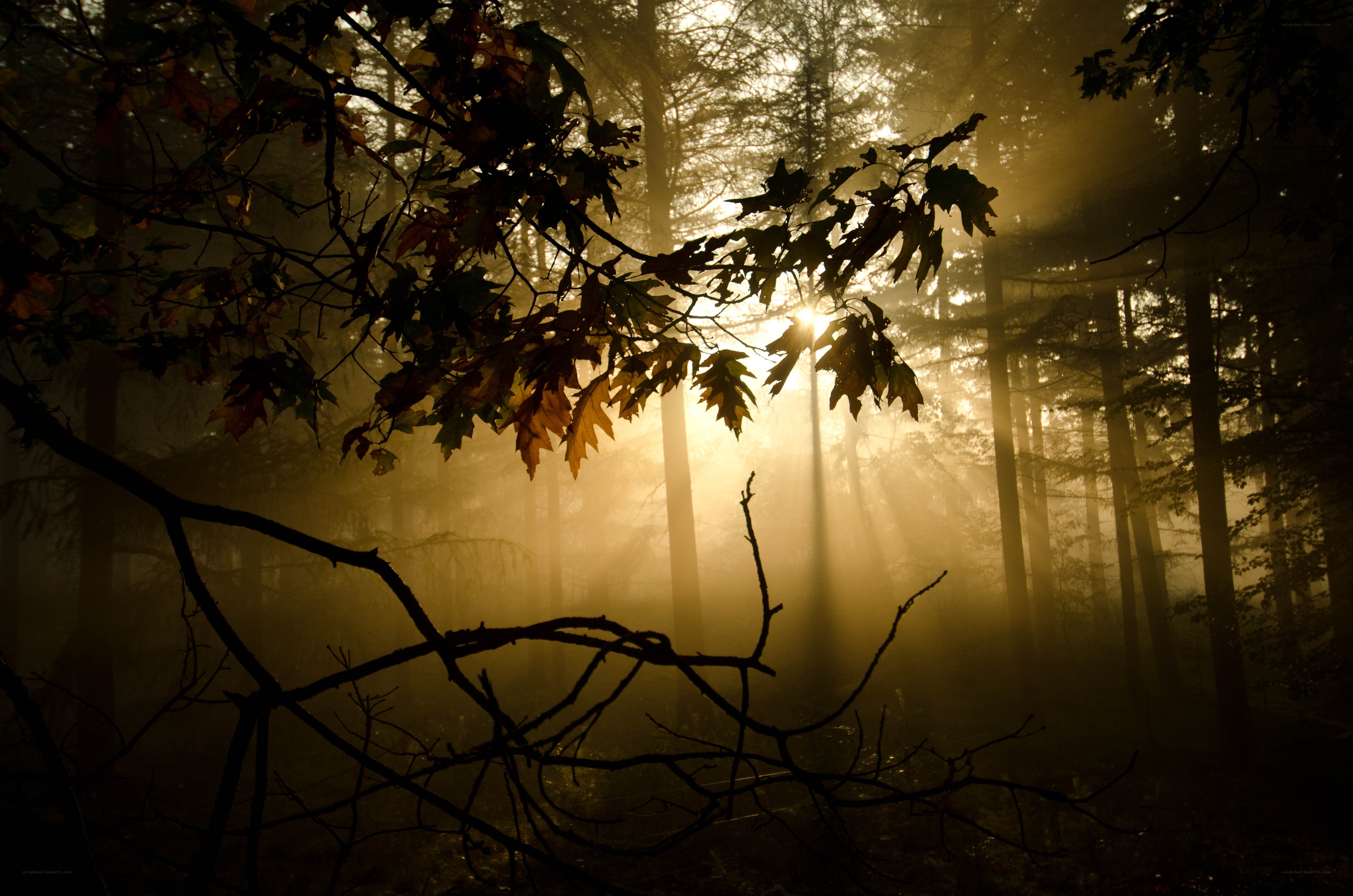 Sunlight through a misty forest