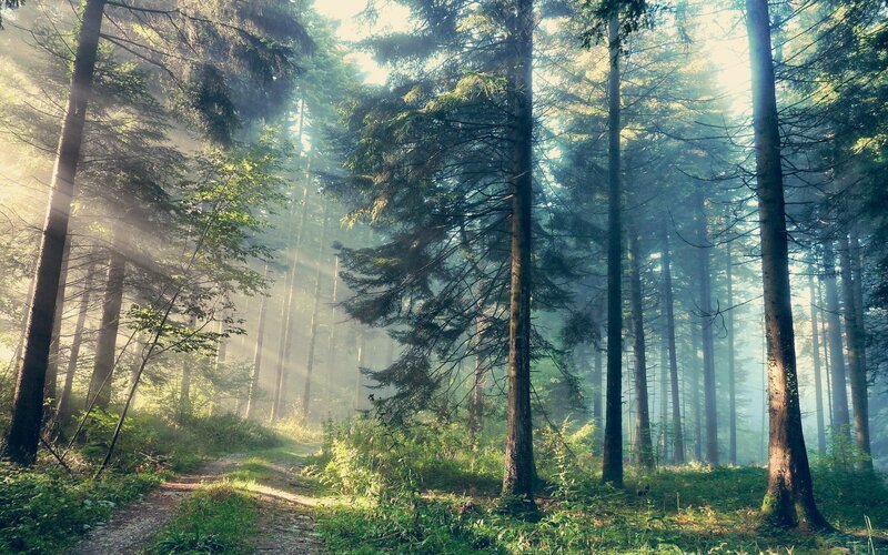 Sunlight through a misty forest