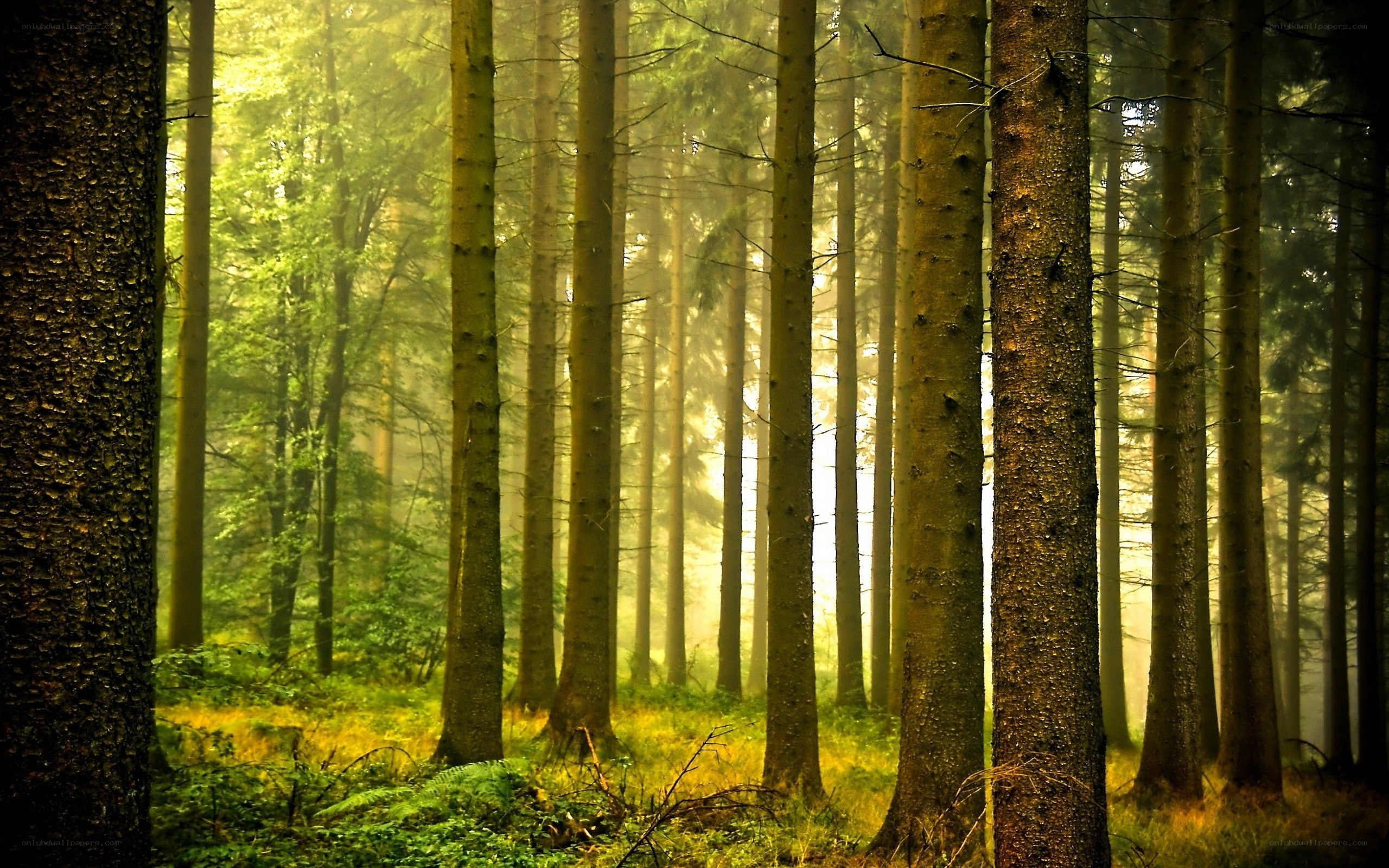 Sunlight through a misty forest
