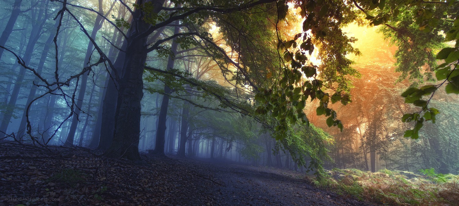Sunlight through a misty forest