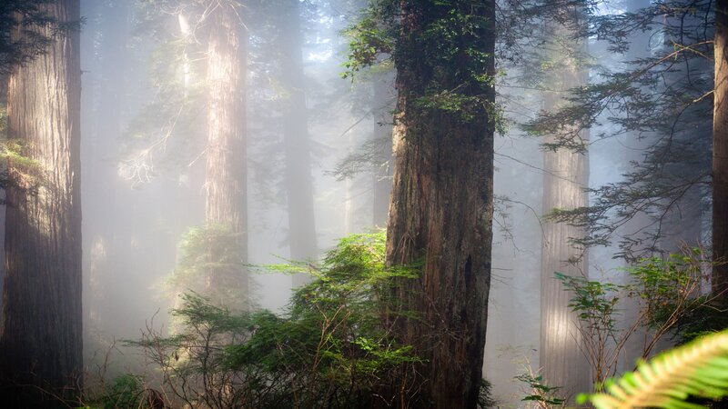 Sunlight through a misty forest