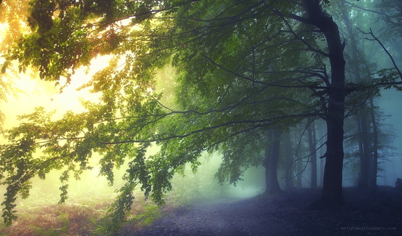 Sunlight through a misty forest